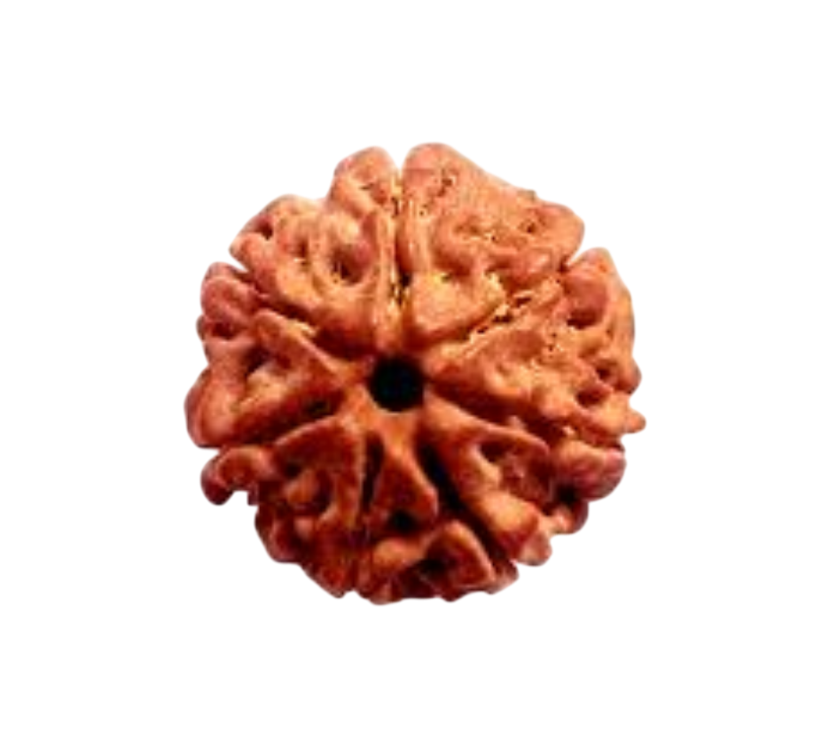 Rudraksha