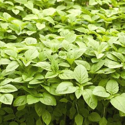 Chaulai (Amaranth Leaves)