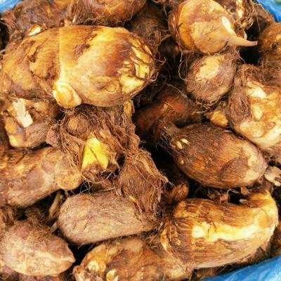 Colocasia