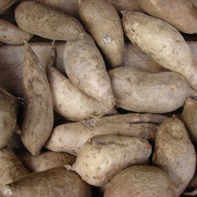 Sweet Potato
