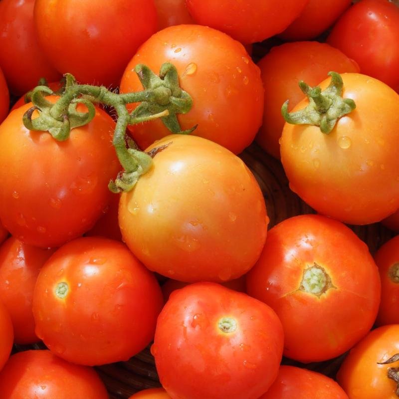Tomato